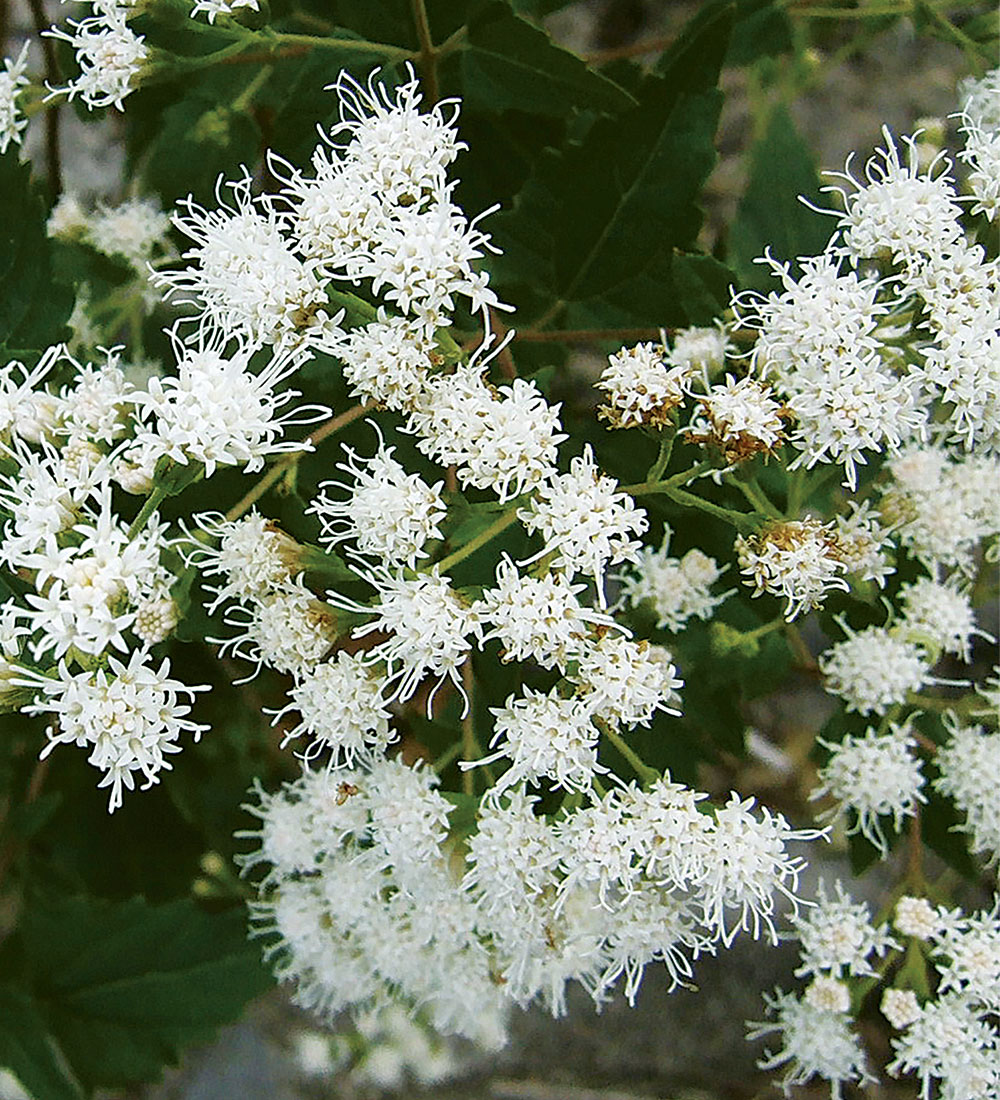 White Mistflower