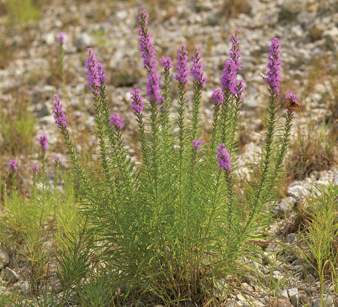 Texas Liatris