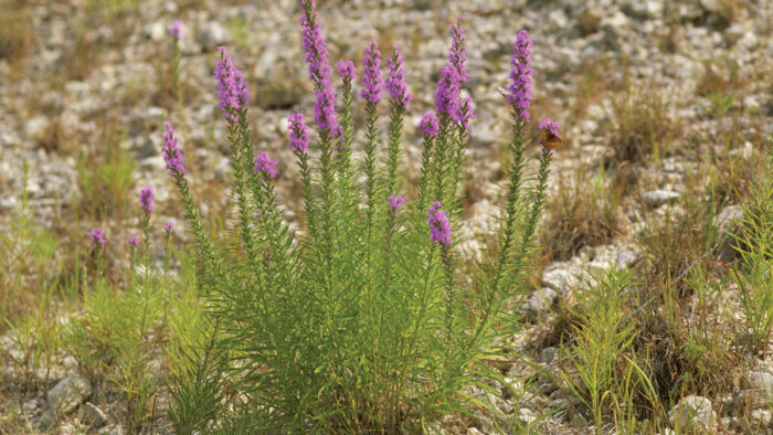 Texas Liatris