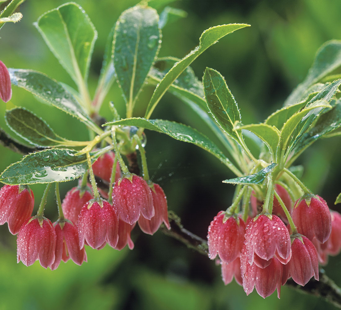 ‘Red Bells’ enkianthus