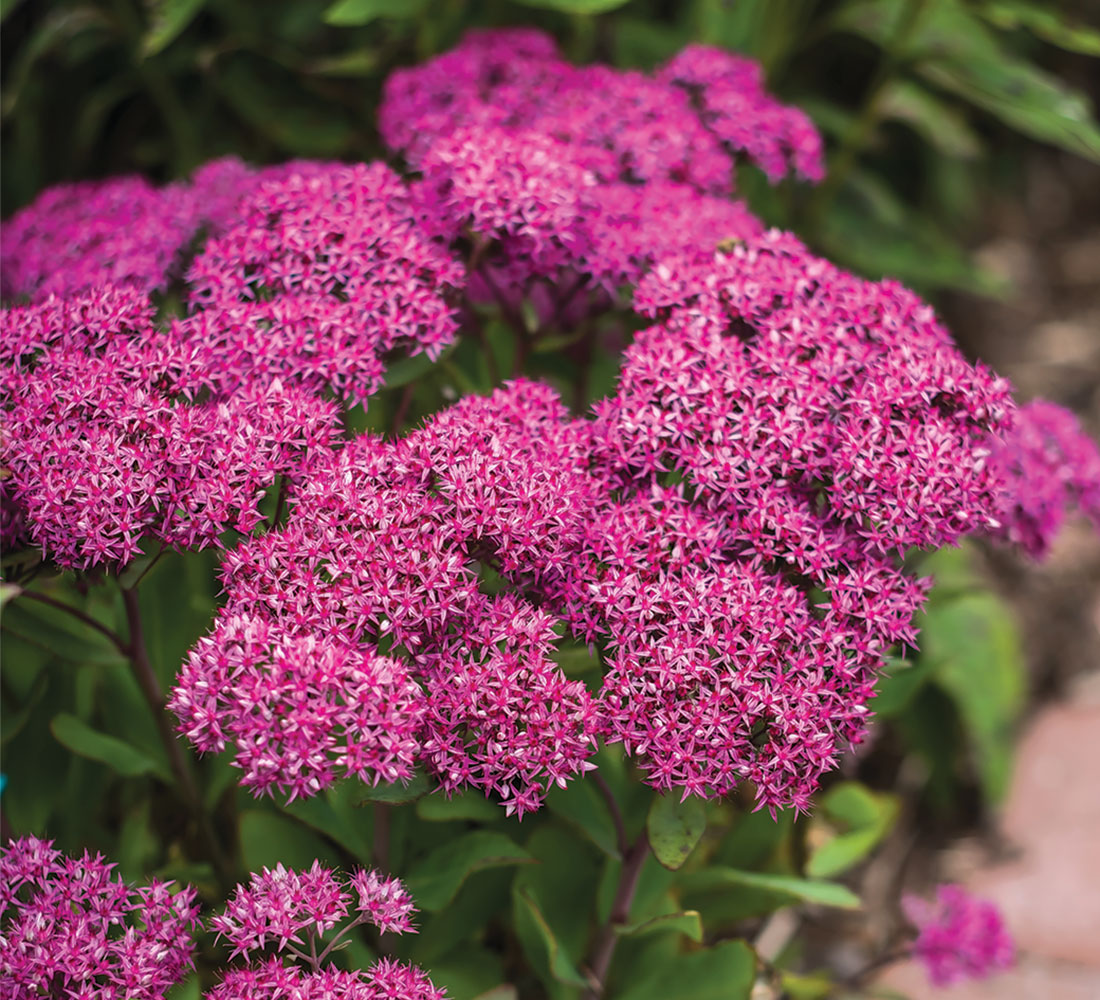 ‘Thunderhead’ sedum