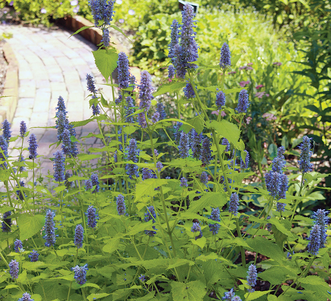 ‘Golden Jubilee’ giant hyssop