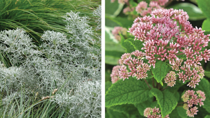 ‘Little Joe’ Joe Pye weed