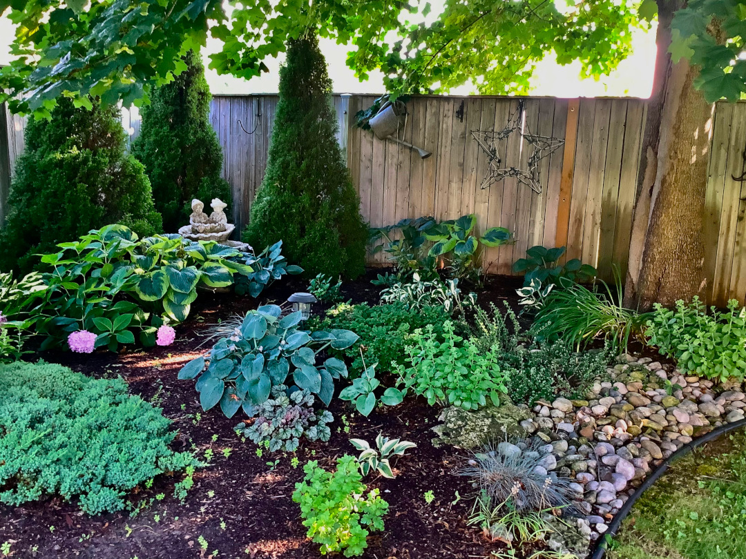 shade garden with various foliage plants