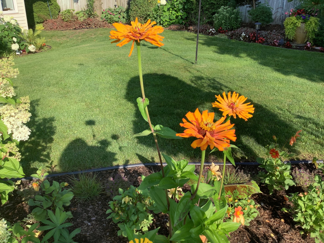 close up of orange zinnias