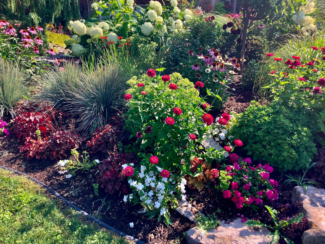 close up of garden bed with lots of bright pink, red and white flowers