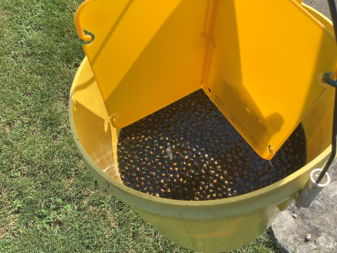 bucket of water full of japanese beetles