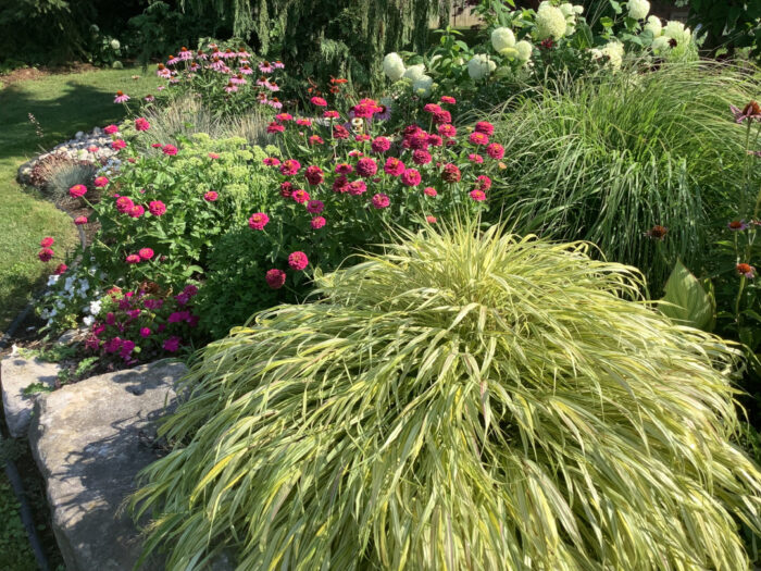 garden bed with pink flowers and yellow ornamental grass