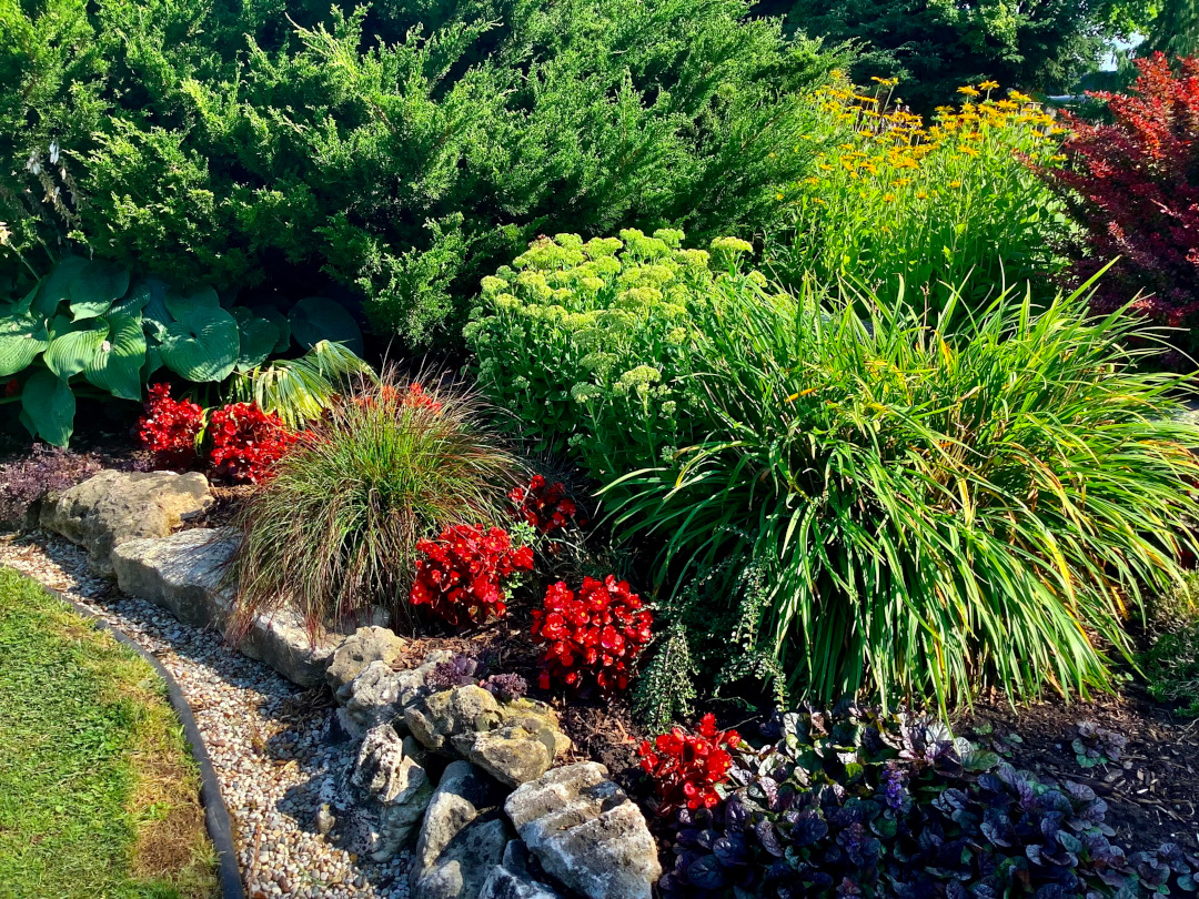 close up of garden bed with red and green foliage