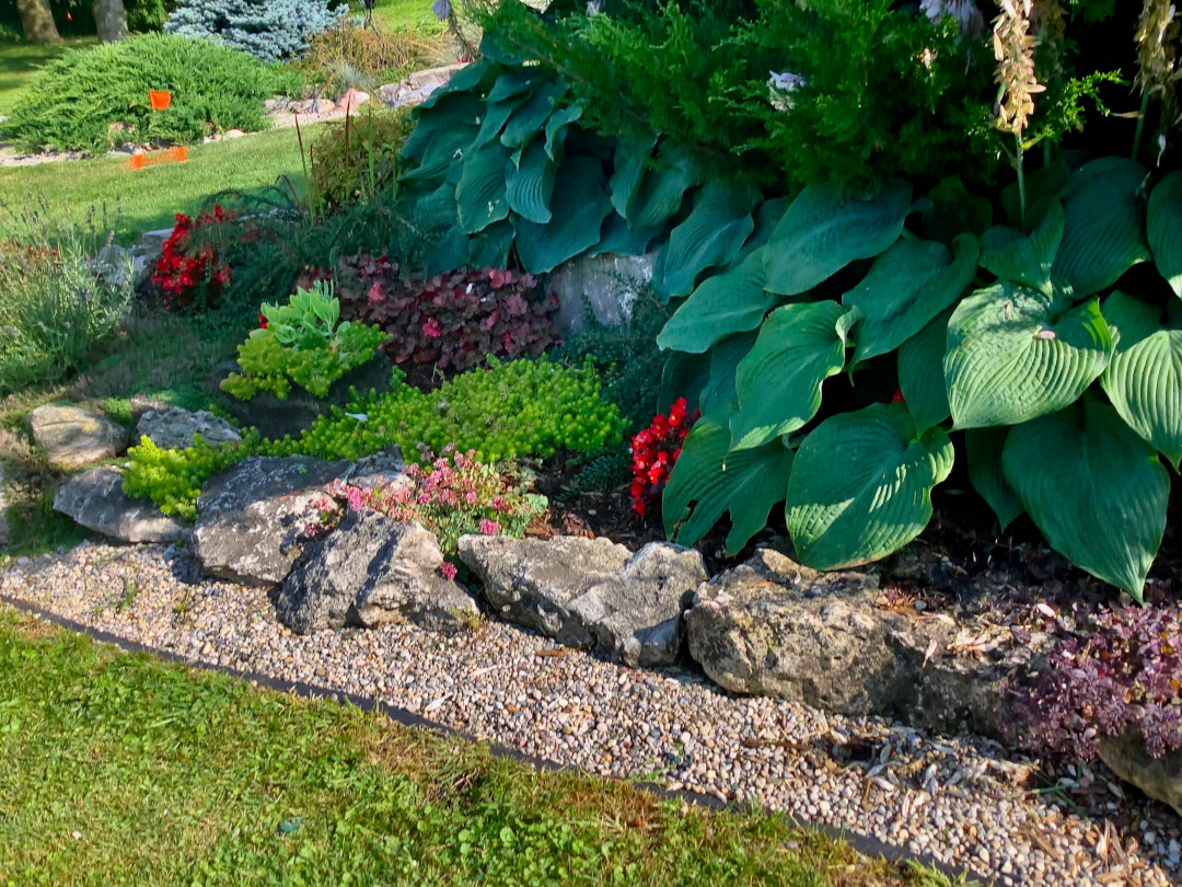 close up of large hostas in a garden bed