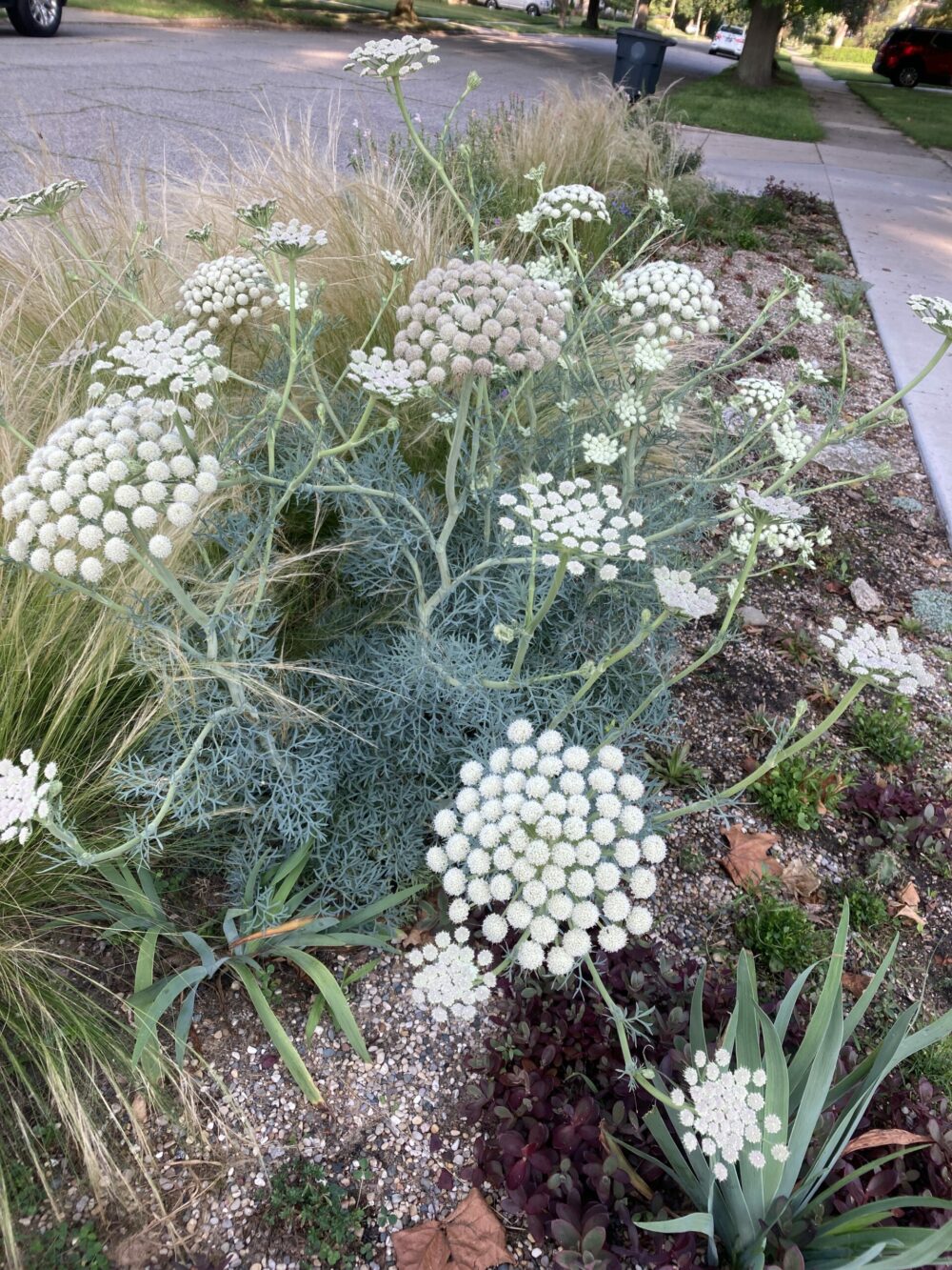 close up of Moon carrot plant with white flowers and silver foliage