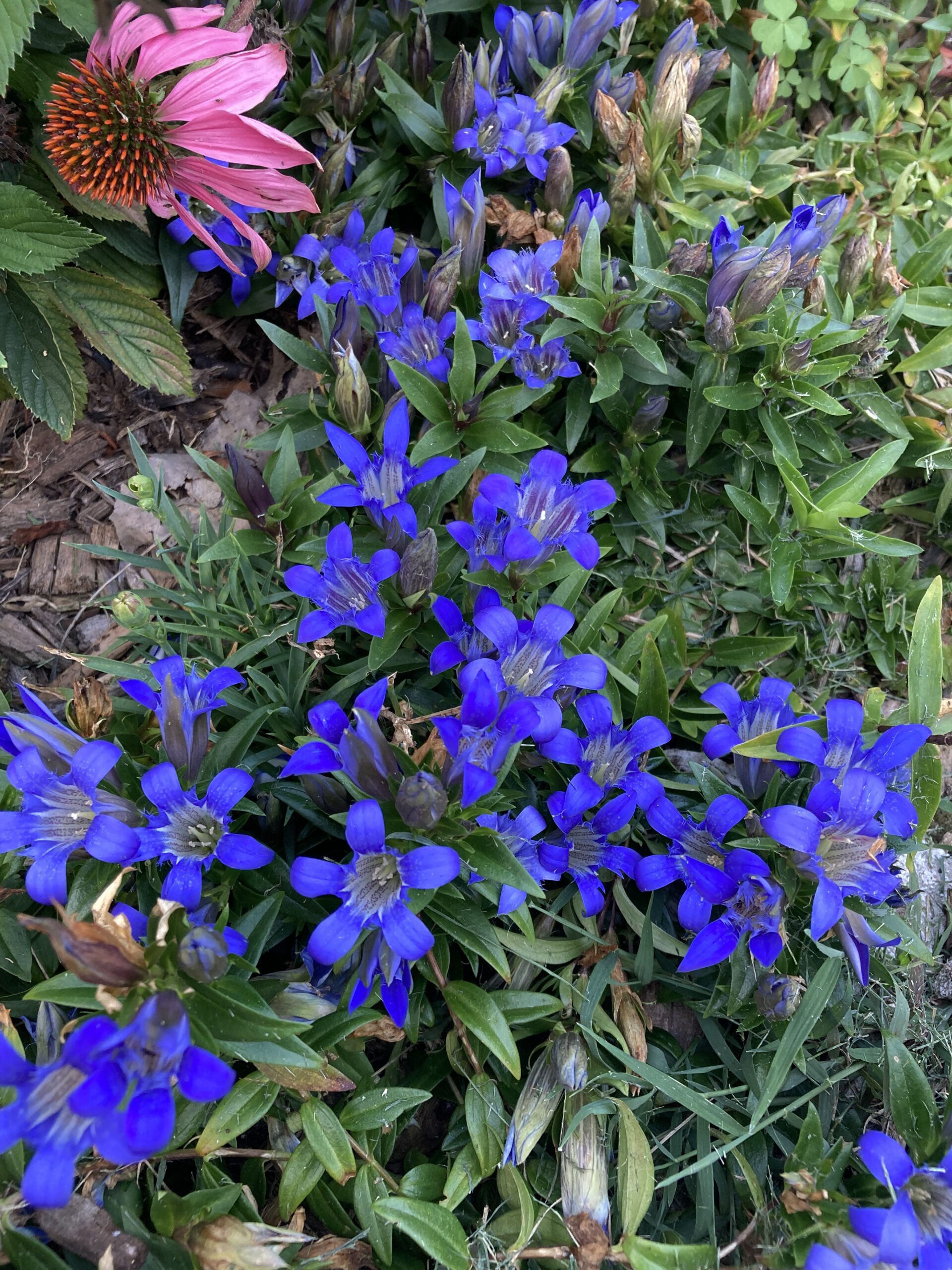 close up of bright blue flowers