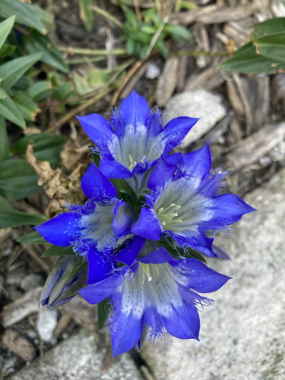 close up of blue flowers with white centers