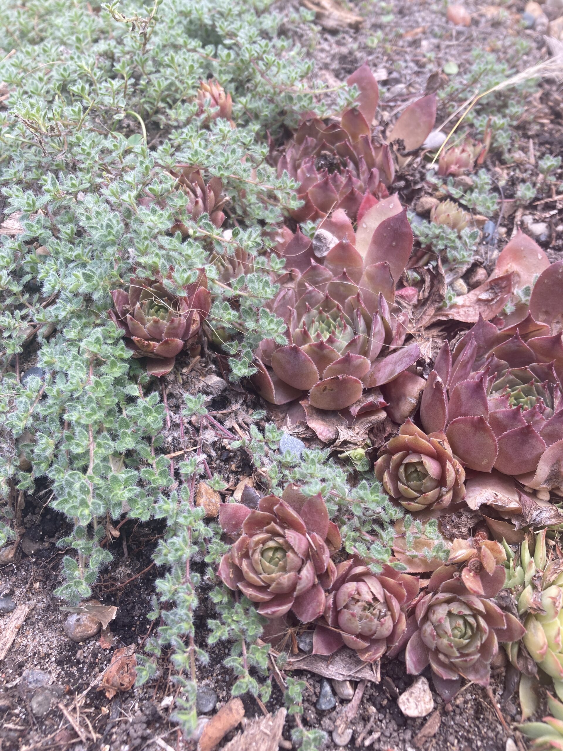 close up of low-growing plants intertwined