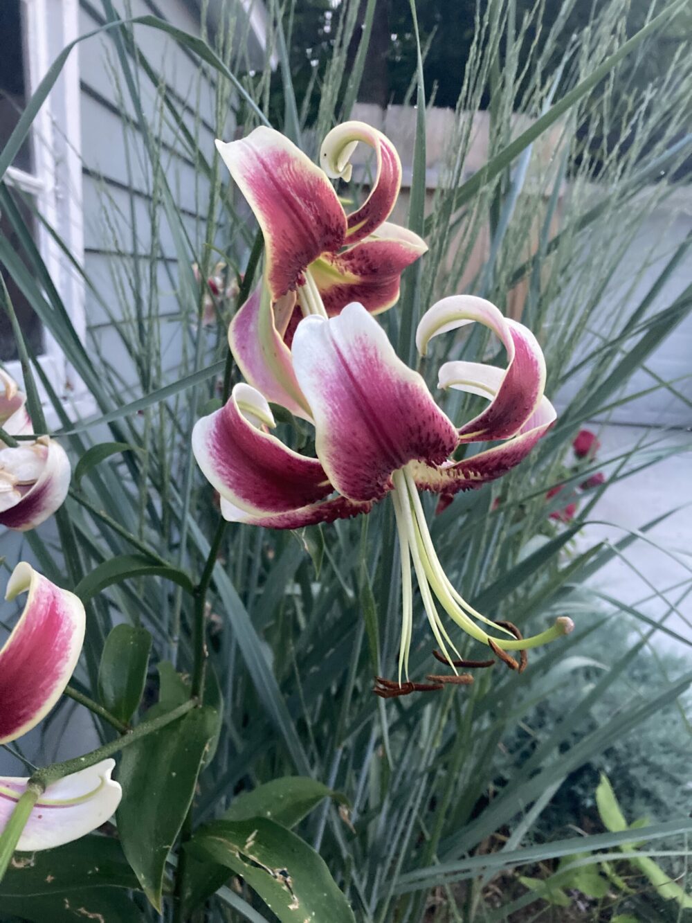 close up of pink and white lilies