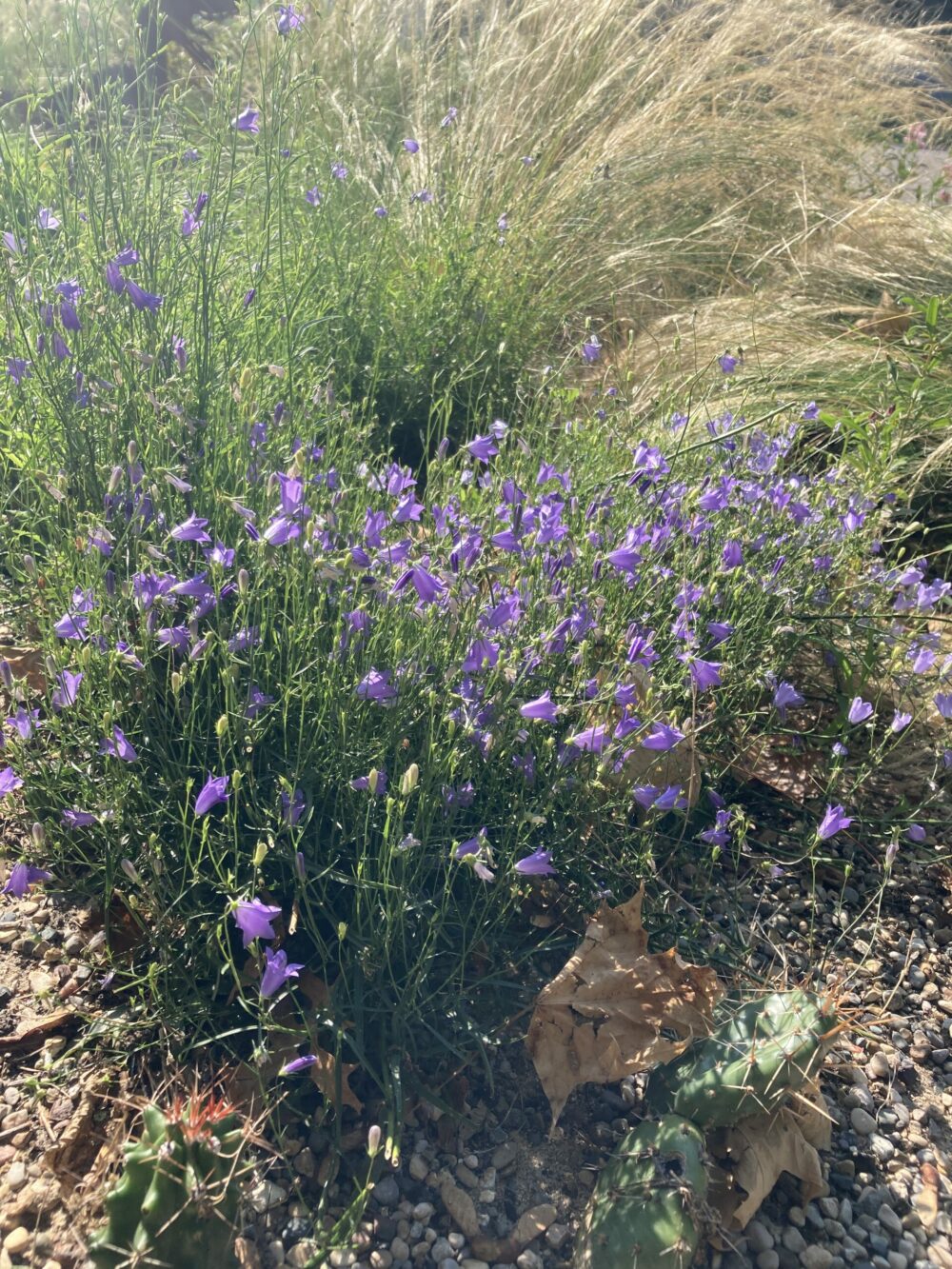 small purple flowers growing in front of ornamental grass