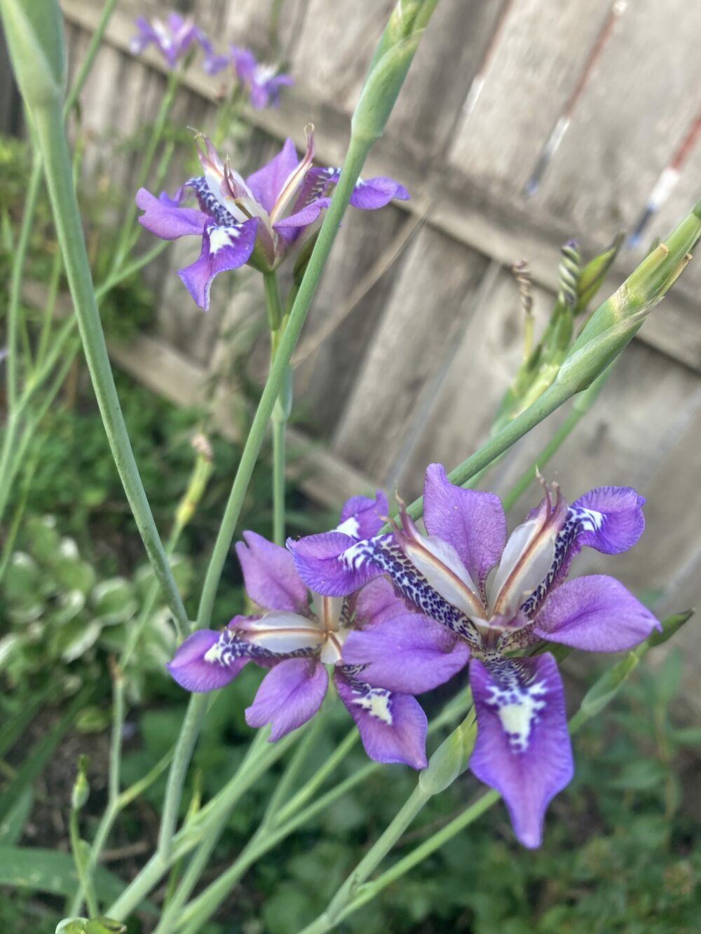 close up of light purple vespers iris flowers