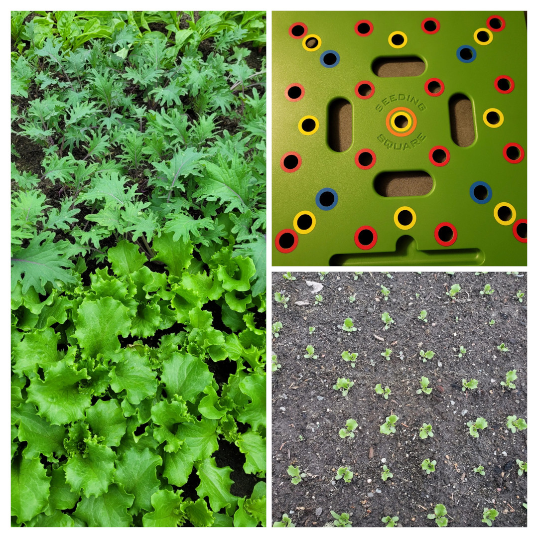 seeding square and the results in the garden