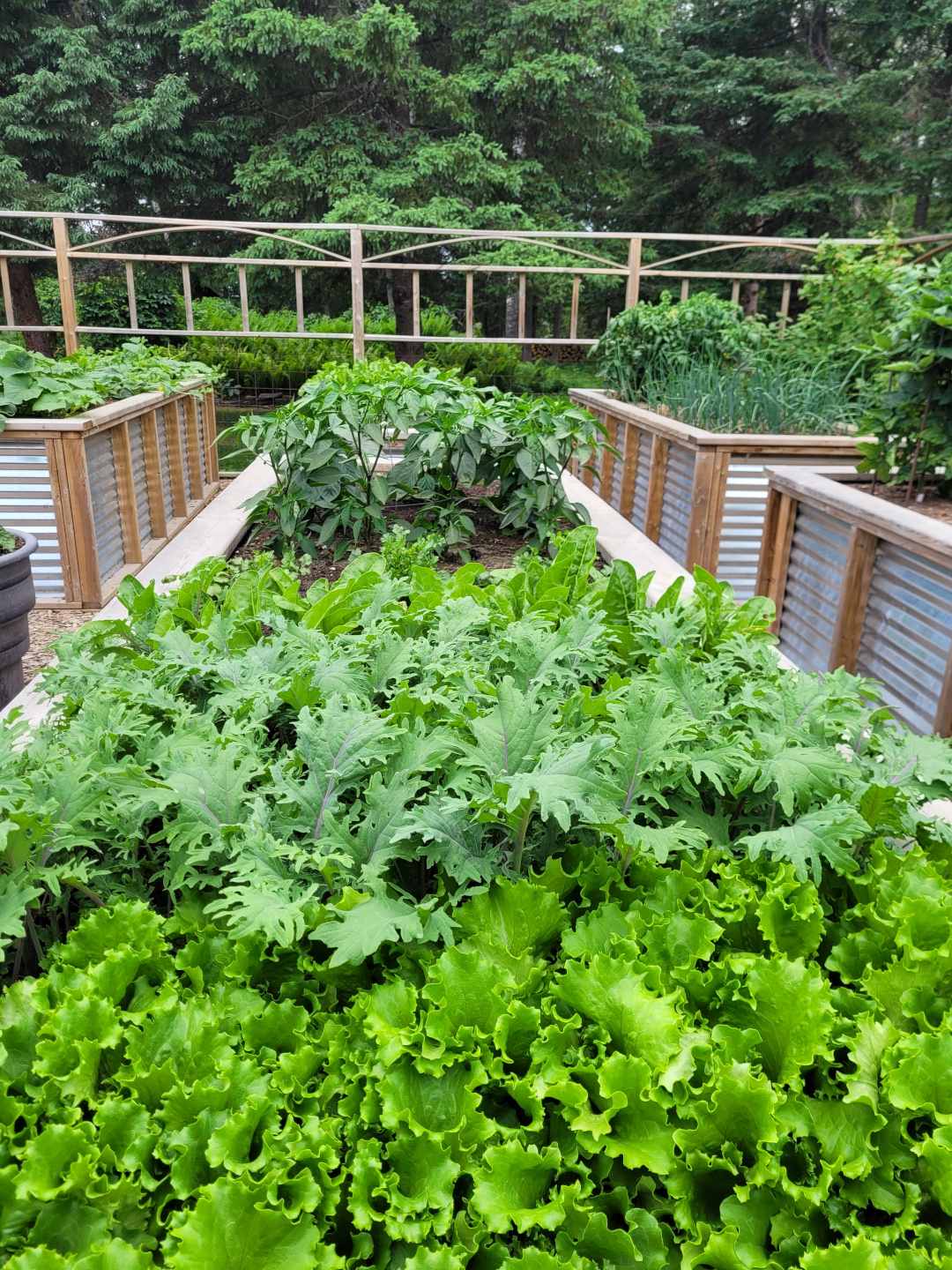 close up of raised bed filled with mature greens