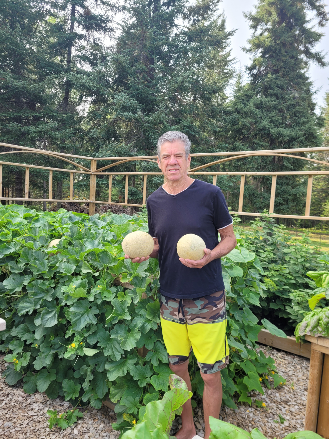 gardener holding two canteloupes in his garden