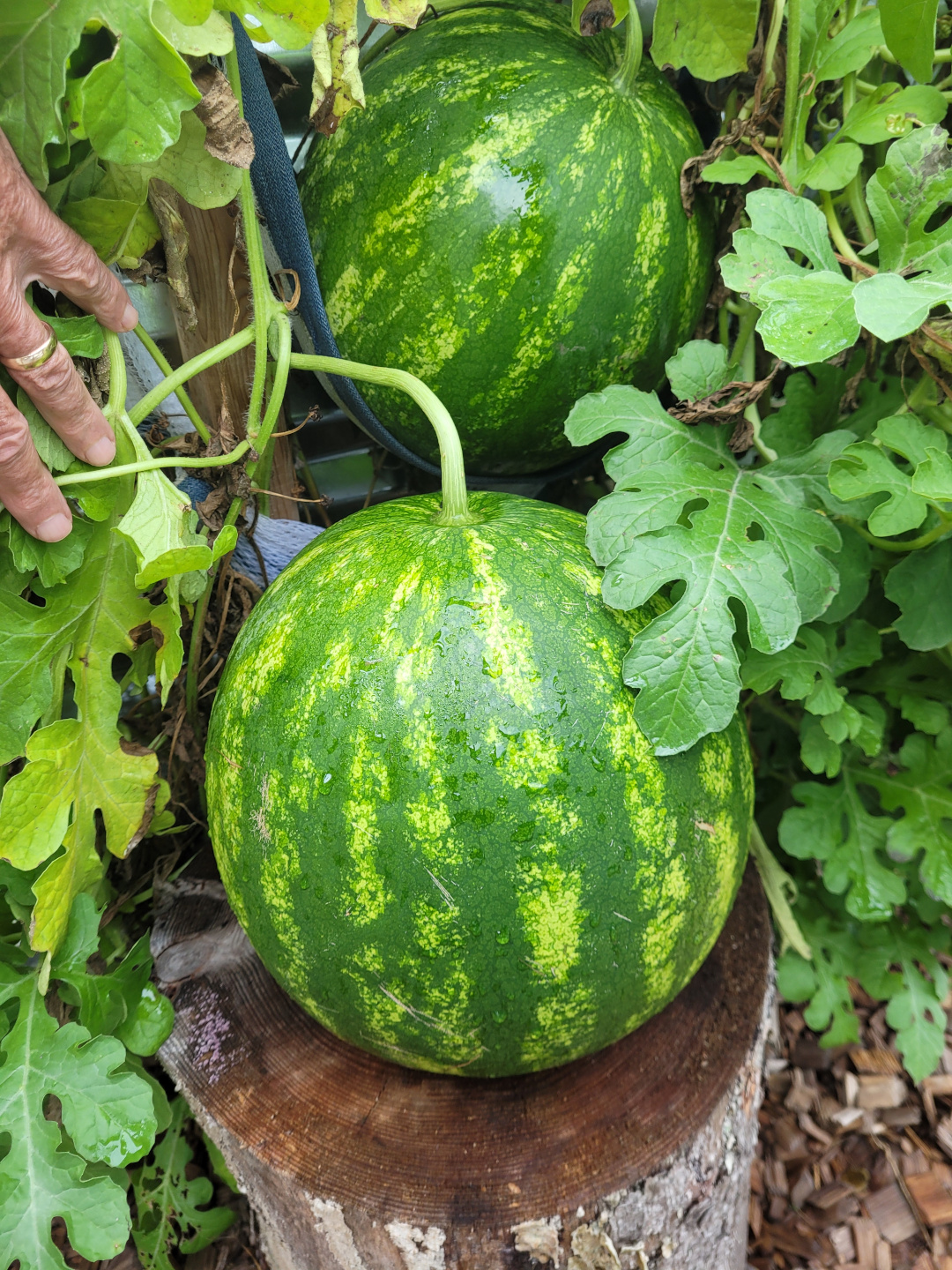 close up of watermelons growing