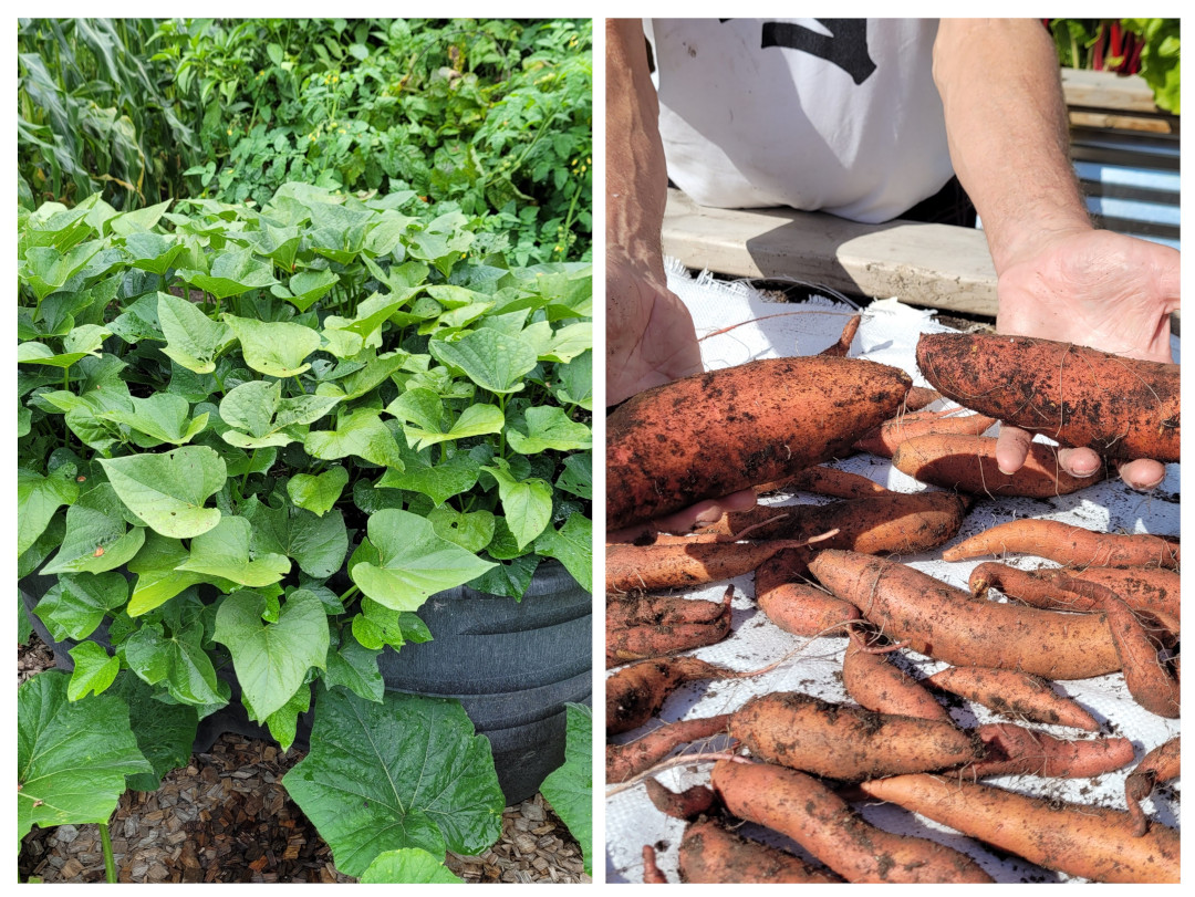 sweet potato plant and crops harvested from plant