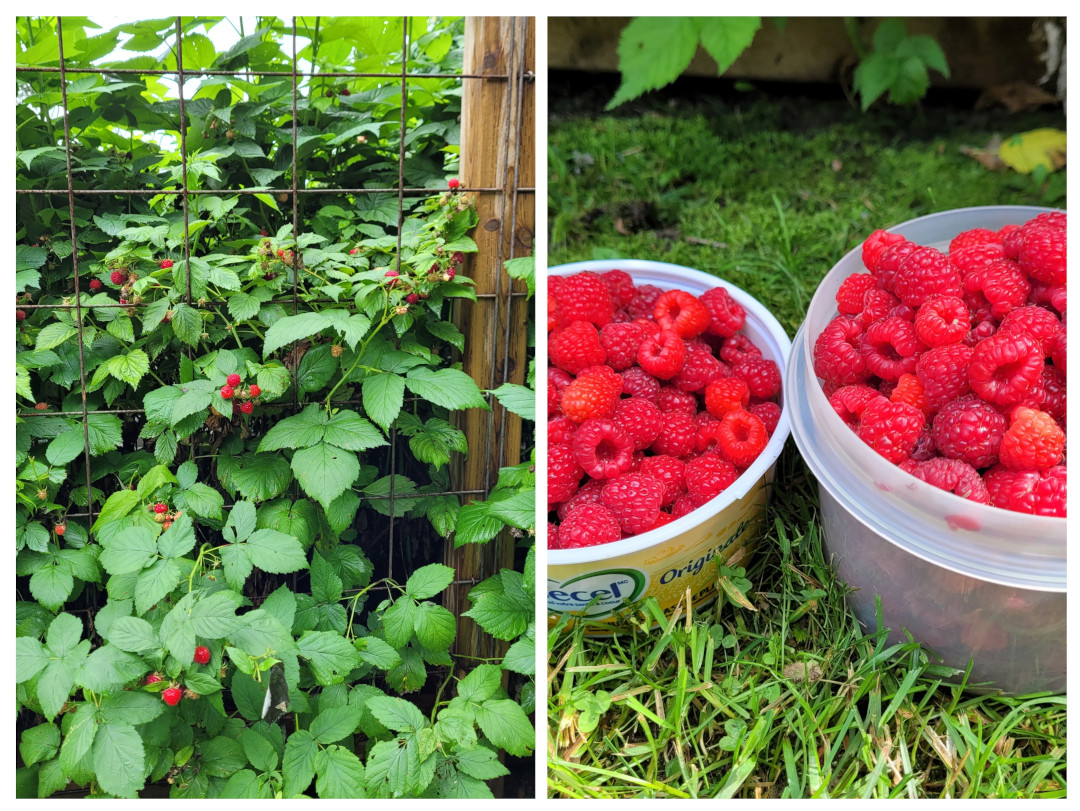 raspberry plant and buckets of berries harvested