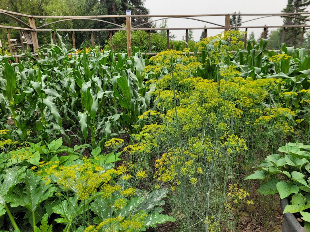 close up of many crops in the vegetable garden