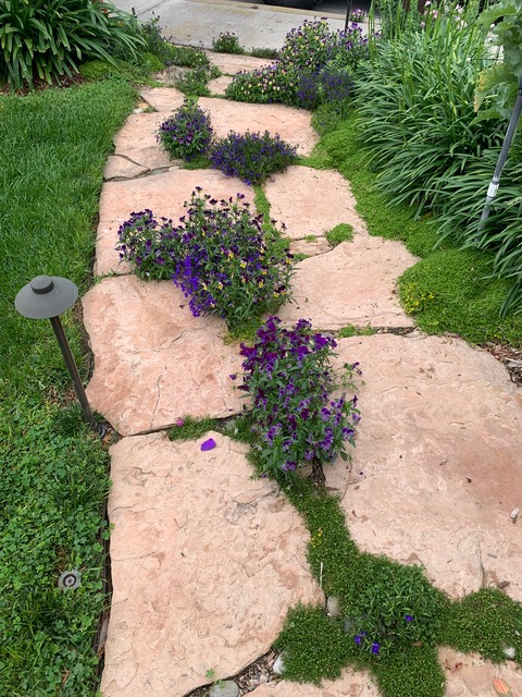 purple flowers growing between the cracks of a garden path