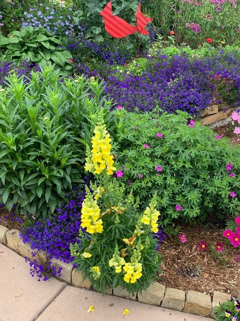 close up of purple and yellow flowers