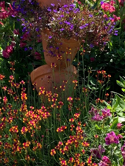 pink and purple flowers around terra cotta pots