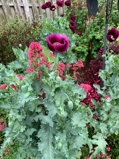 close up of pink flowers in the garden