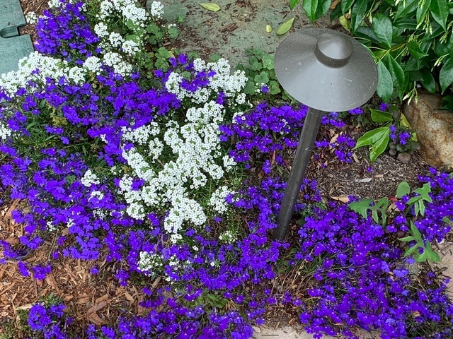 bright purple flowers growing with white flowers