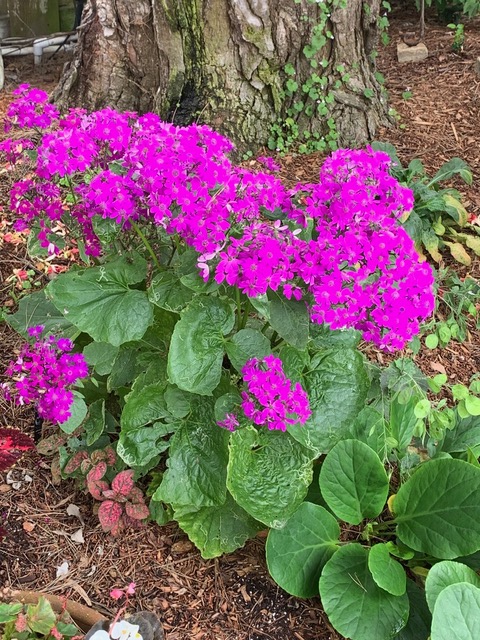 close up of bright pink flowers