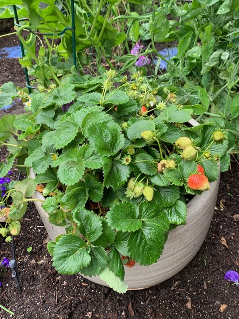 stawberry plant in a pot