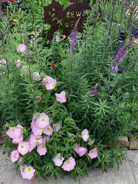 close up of pink and purple flowers