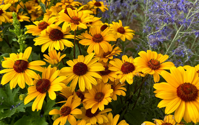 late summer perennials