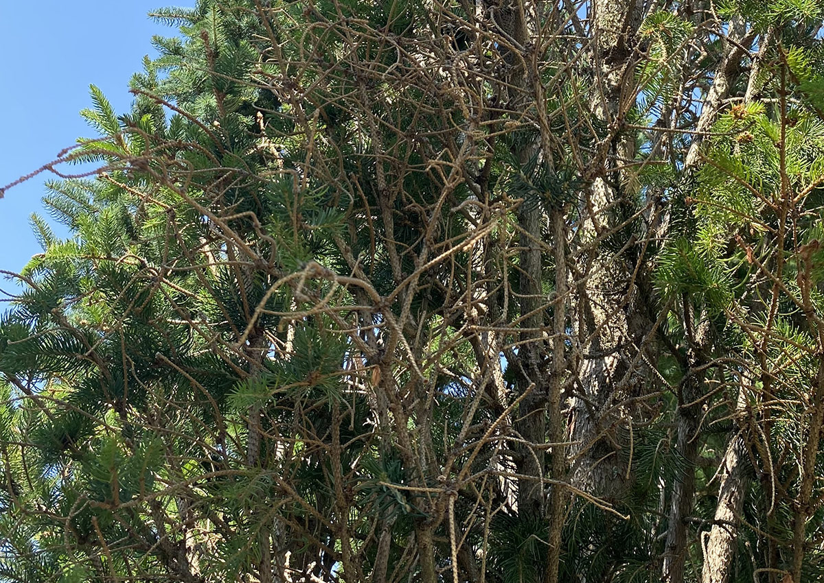 close up of tree infested with Zimmerman pine moth