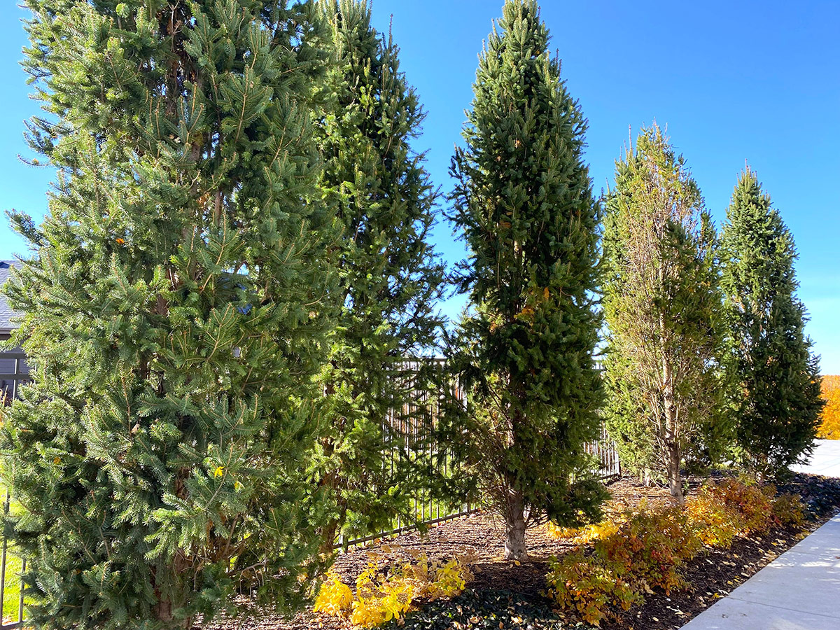 Zimmerman Pine Moth damage on Norway Spruce