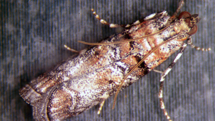 Zimmerman pine moth