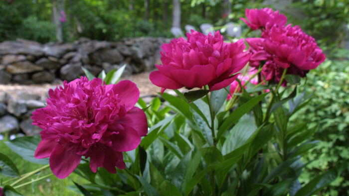 close up of bright pink peony