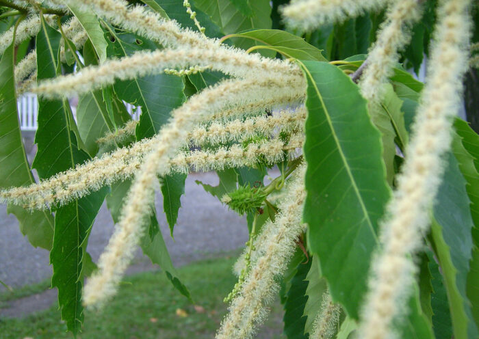 American chestnut tree flower