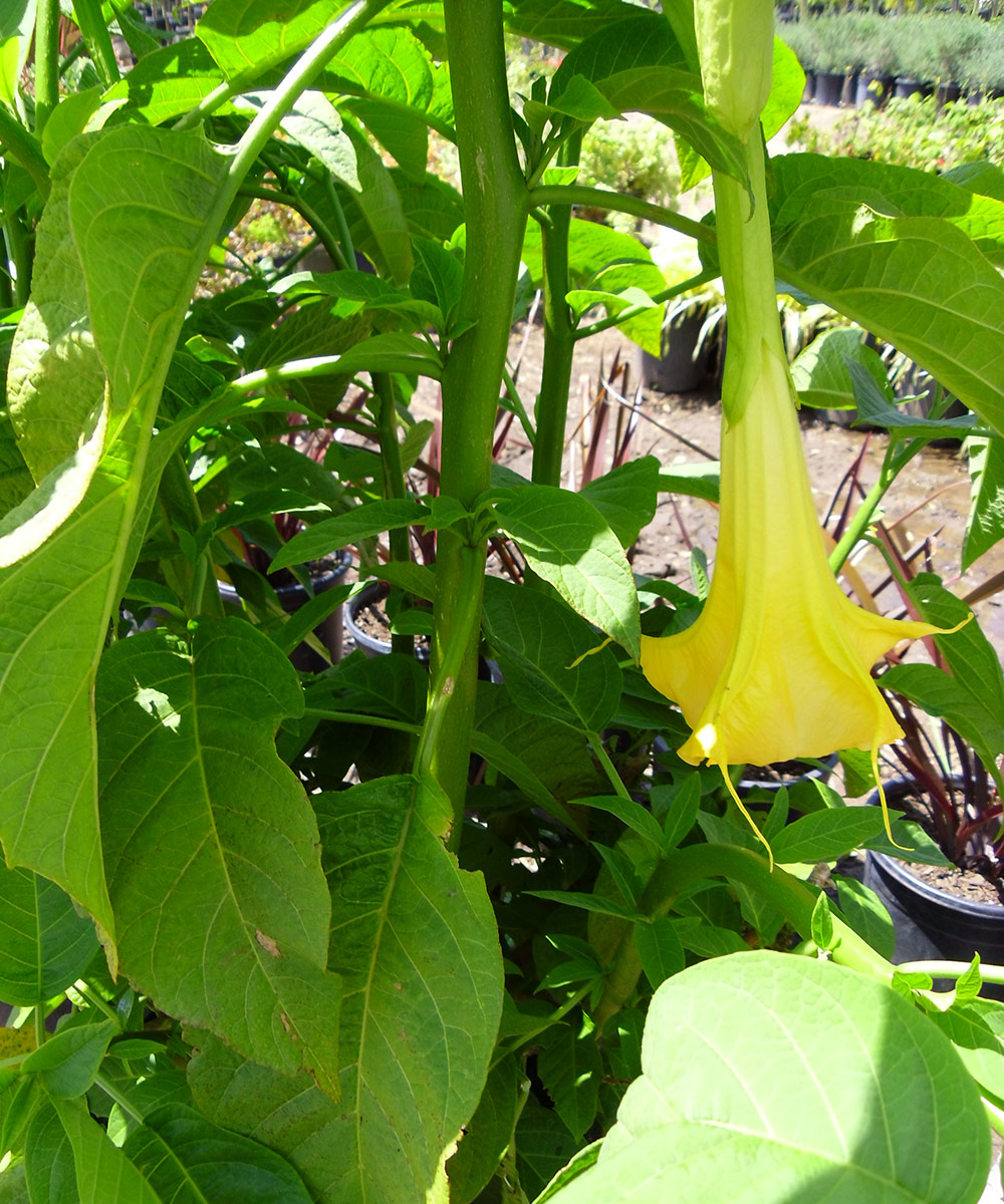 Angel trumpet