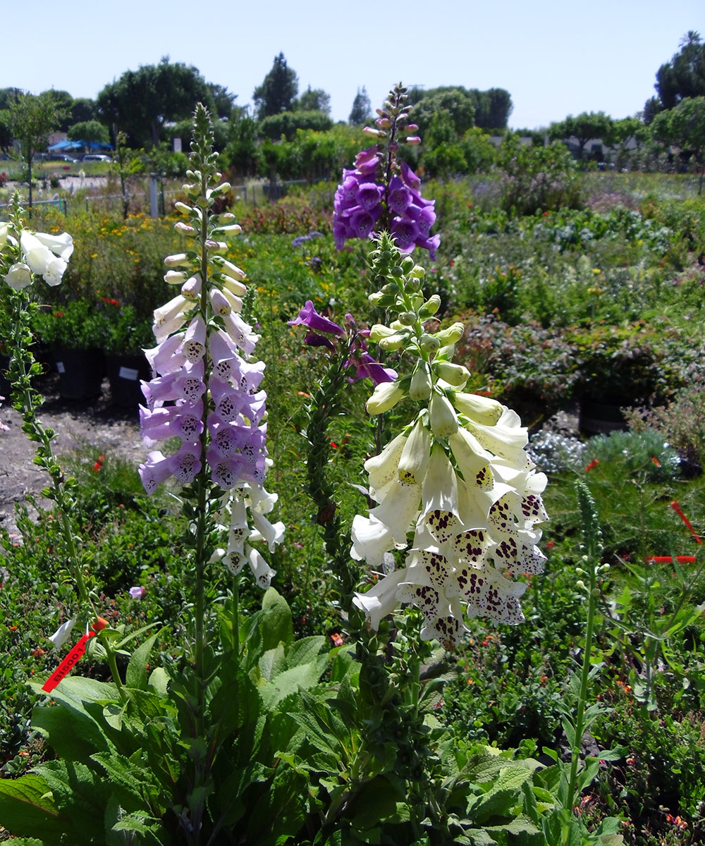 Foxglove