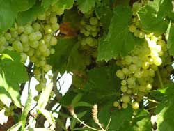 green grapes