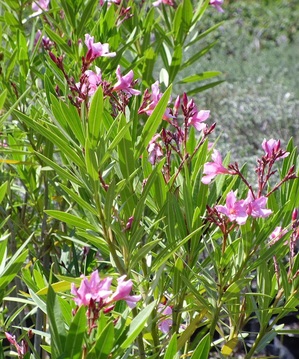 Oleander