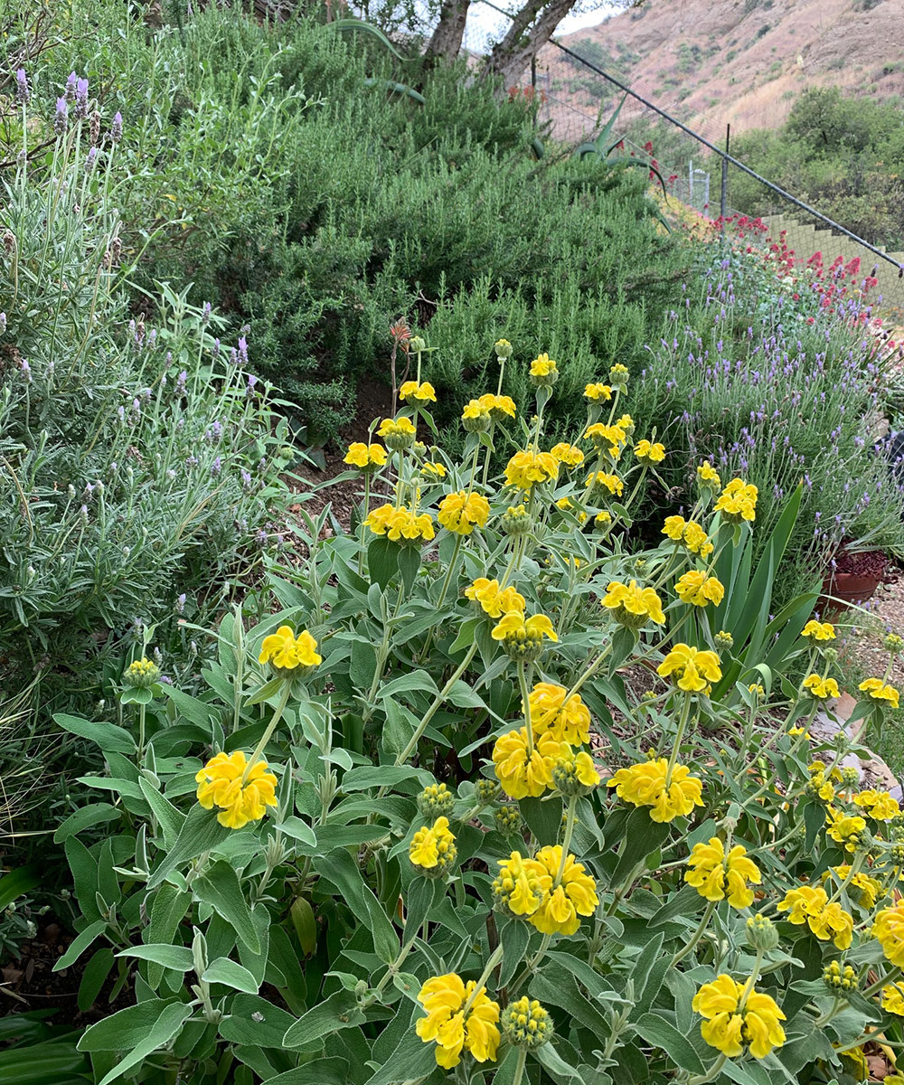 Jerusalem sage