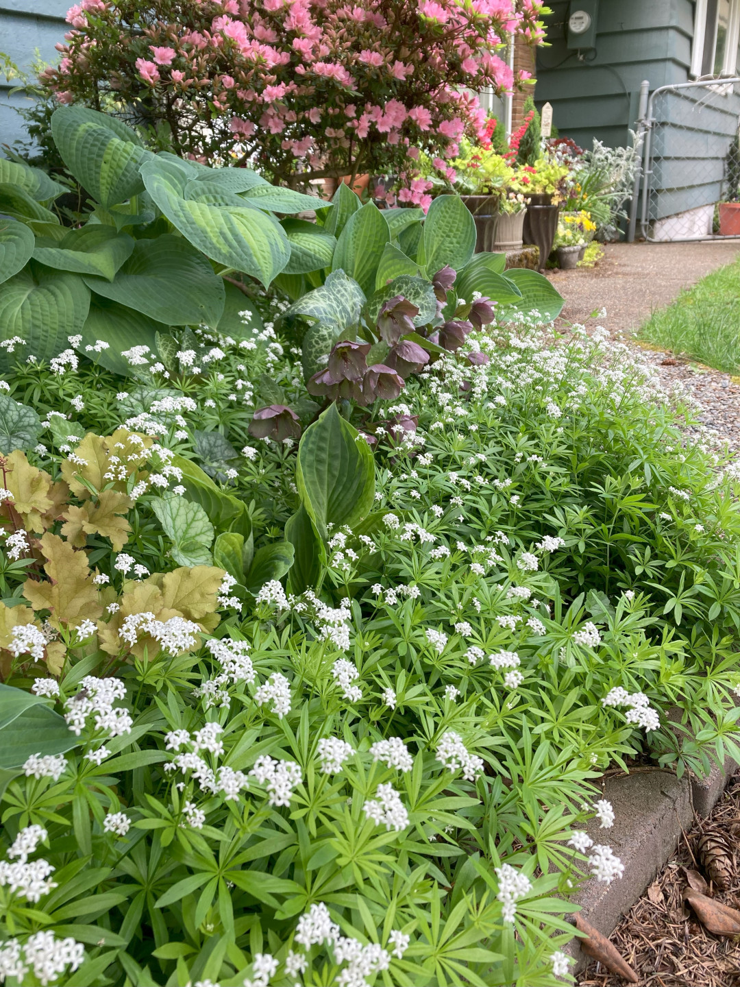 close up of front yard garden bed with pink and white flowers