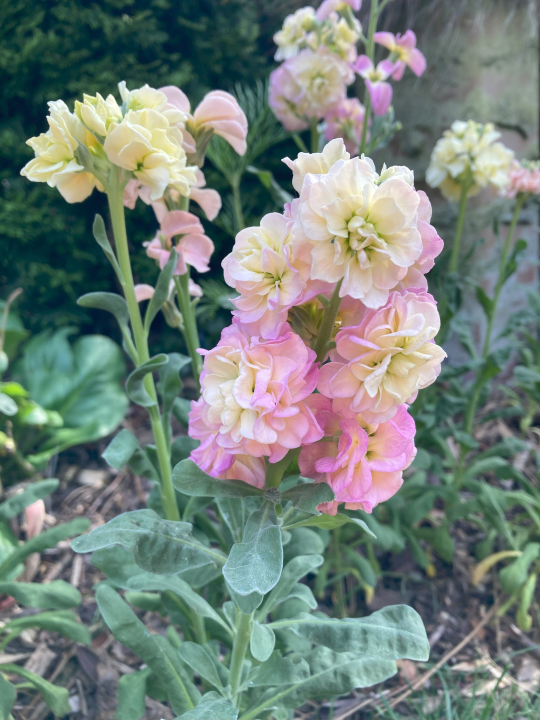 close up of multi-colored Quartet Rainbow Stock flowers