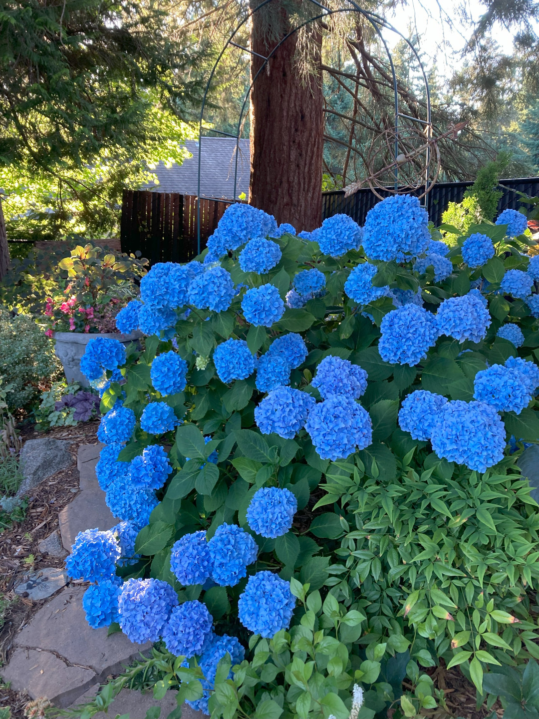 close up of hydrangea with bright blue flowers